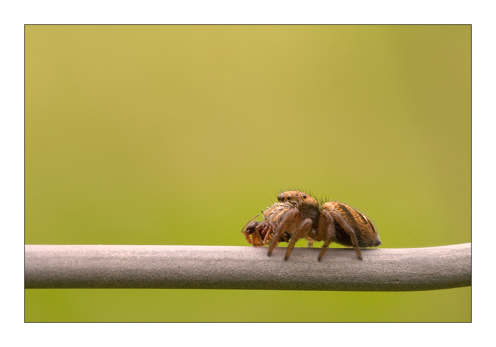 Zebra-Springspinne