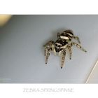 Zebra-Springspinne