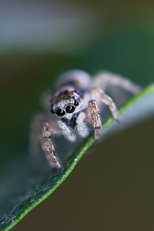 Zebra-Springspinne