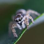 Zebra-Springspinne