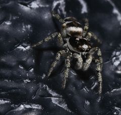 Zebra Springspinne