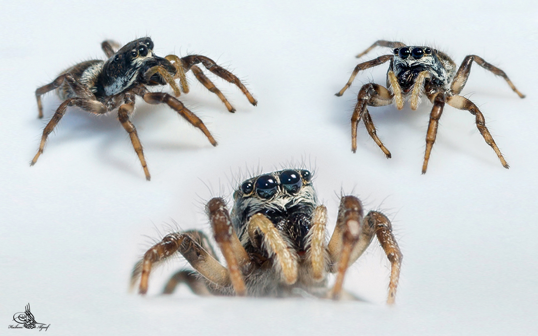 Zebra Springspinne collage