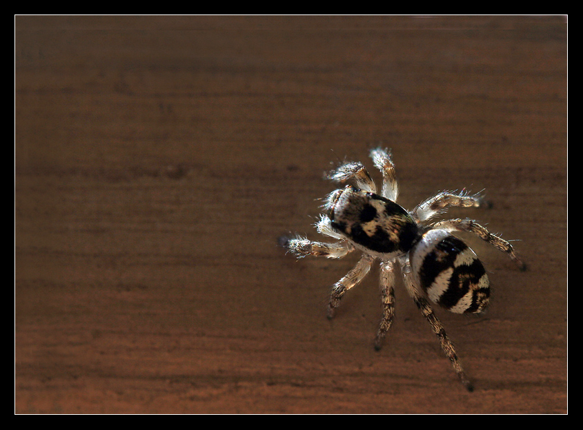 Zebra-Springspinne...