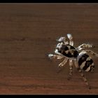 Zebra-Springspinne...