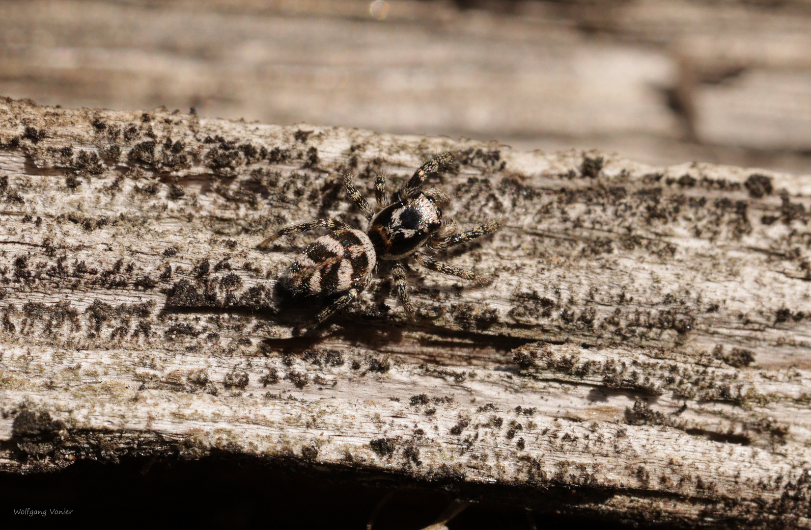 Zebra-Springspinne im Tarnanzug