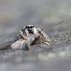 Zebra-Springspinne (Salticus scenicus),  mit Beute