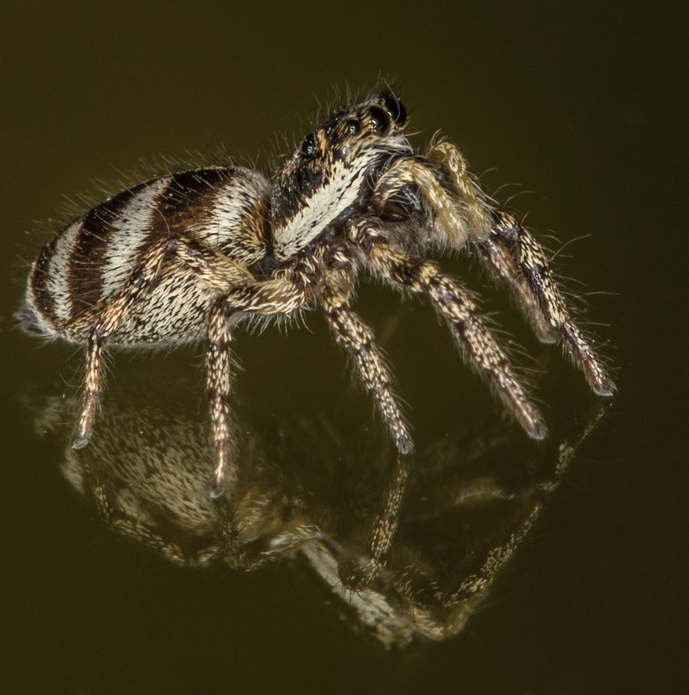 Zebra-Springspinne, Weibchen