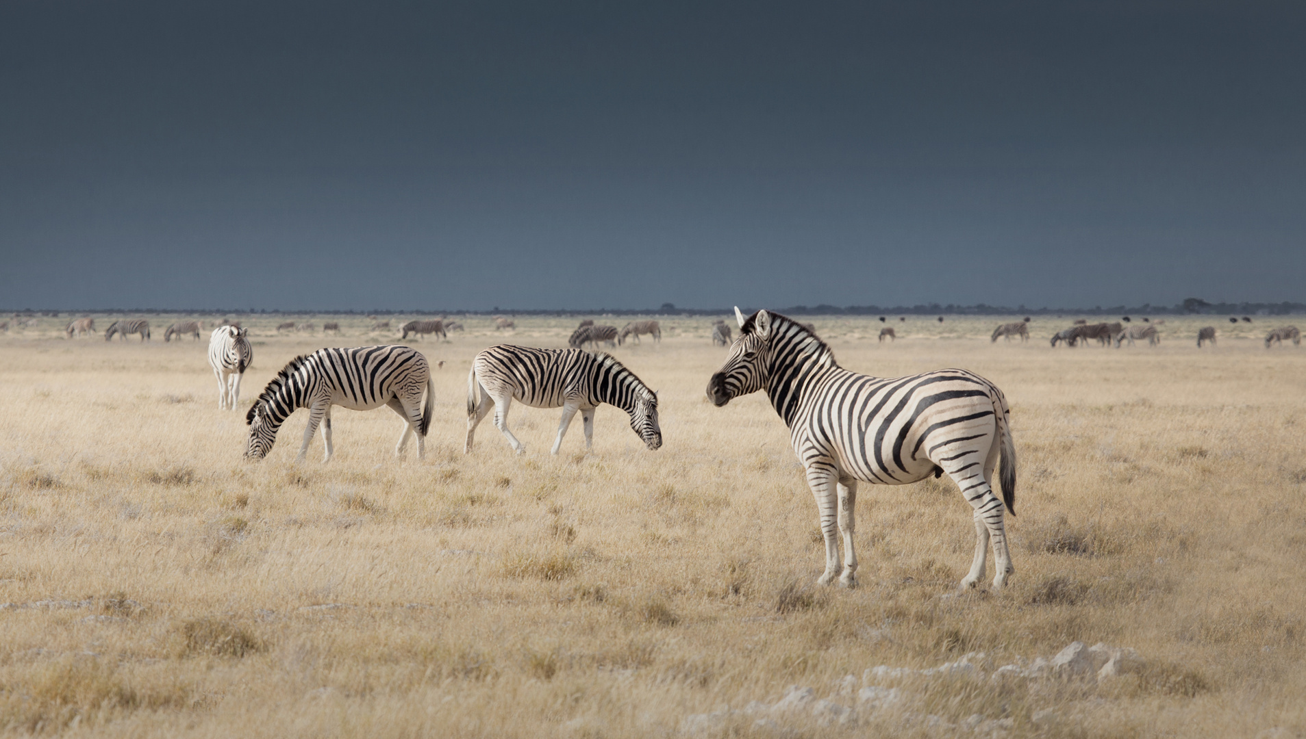 Zebra Stallion