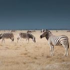 Zebra Stallion