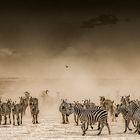 Zebra Stampede