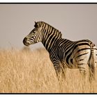Zebra stance