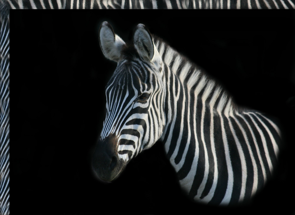 Zebra - Streifen