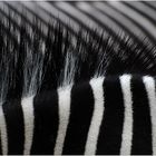 "Zebra-Streifen"