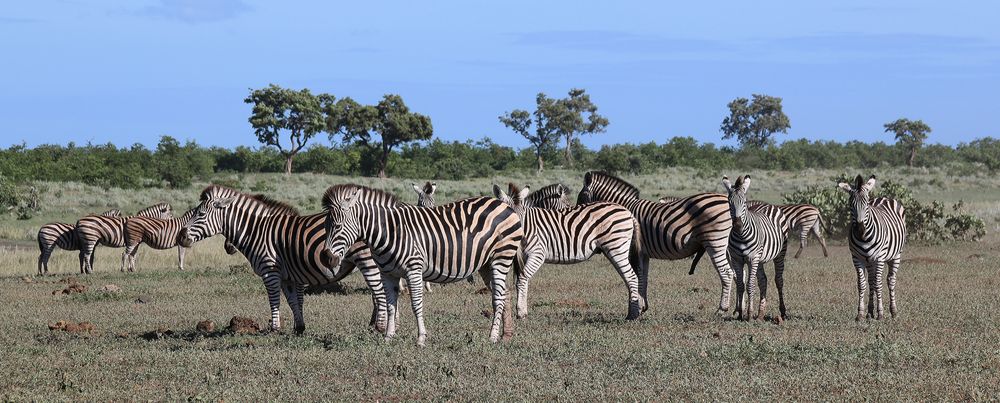 Zebra-Streifen