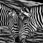 ... zebra-streifen