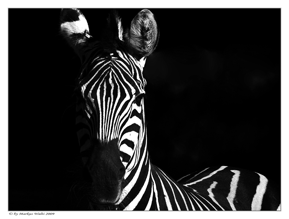 Zebra-Streifen