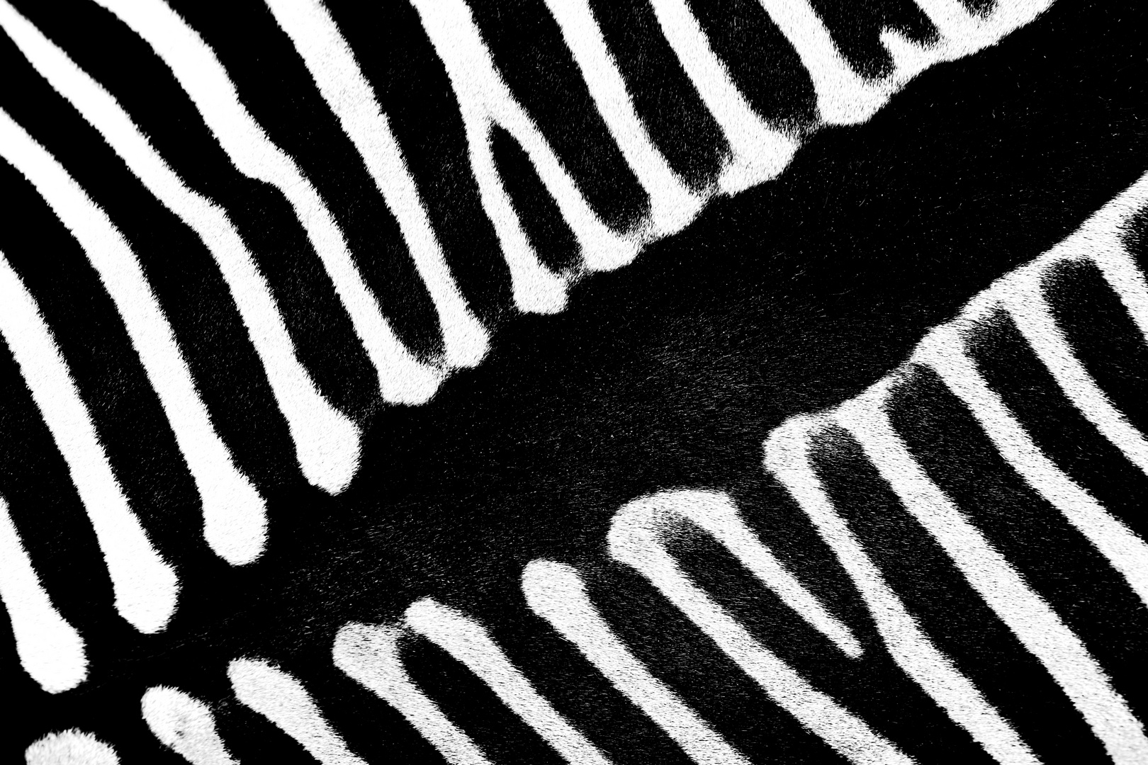 Zebra-Streifen...