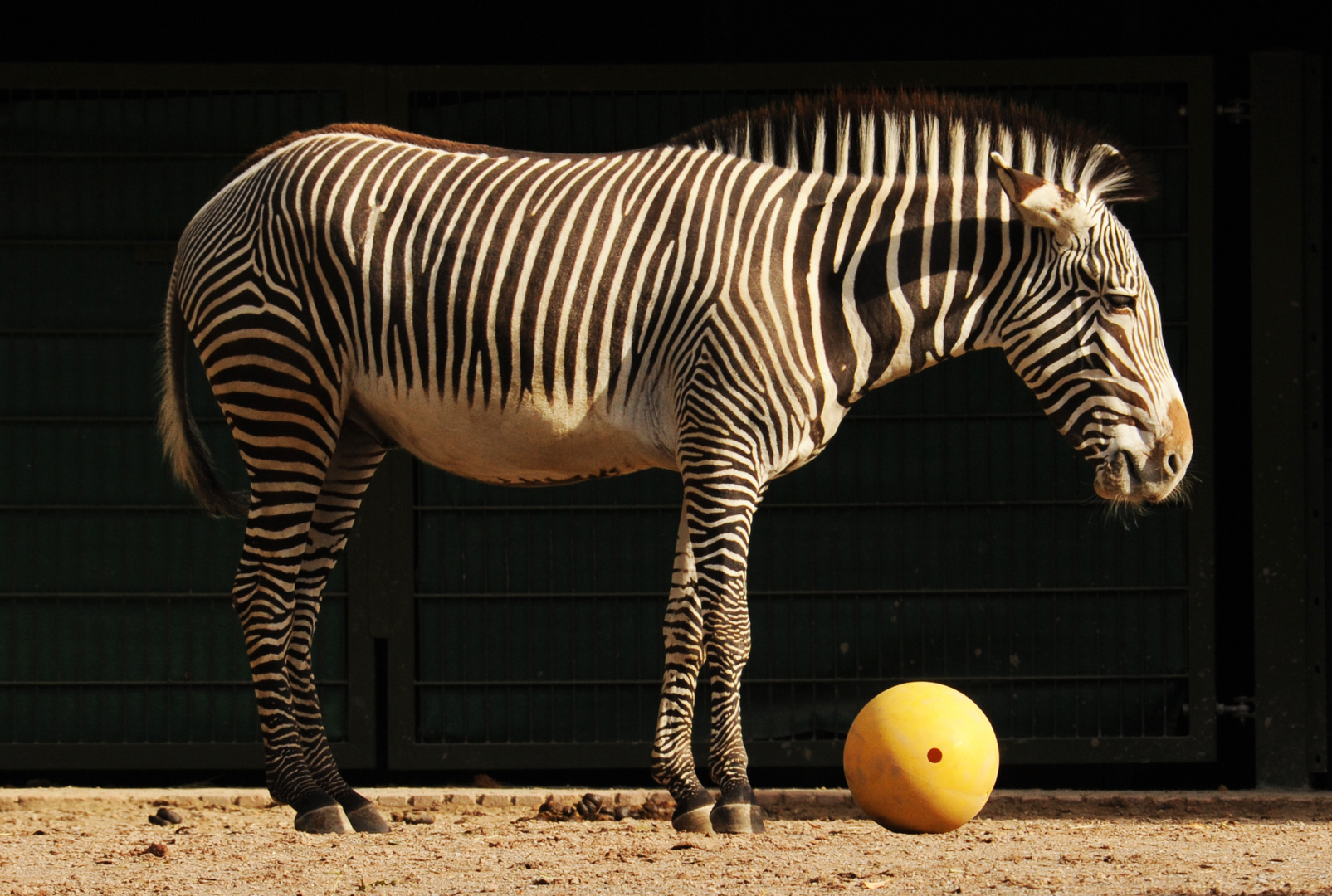 Zebra Streifen