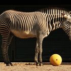 Zebra Streifen