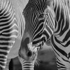 Zebra - Streifen