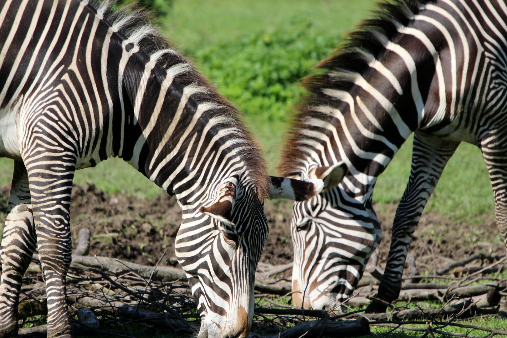 Zebra-(streifen)