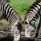 Zebra-(streifen)