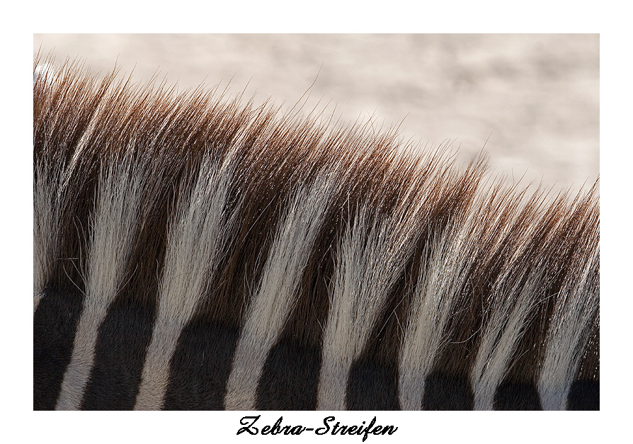 Zebra-Streifen