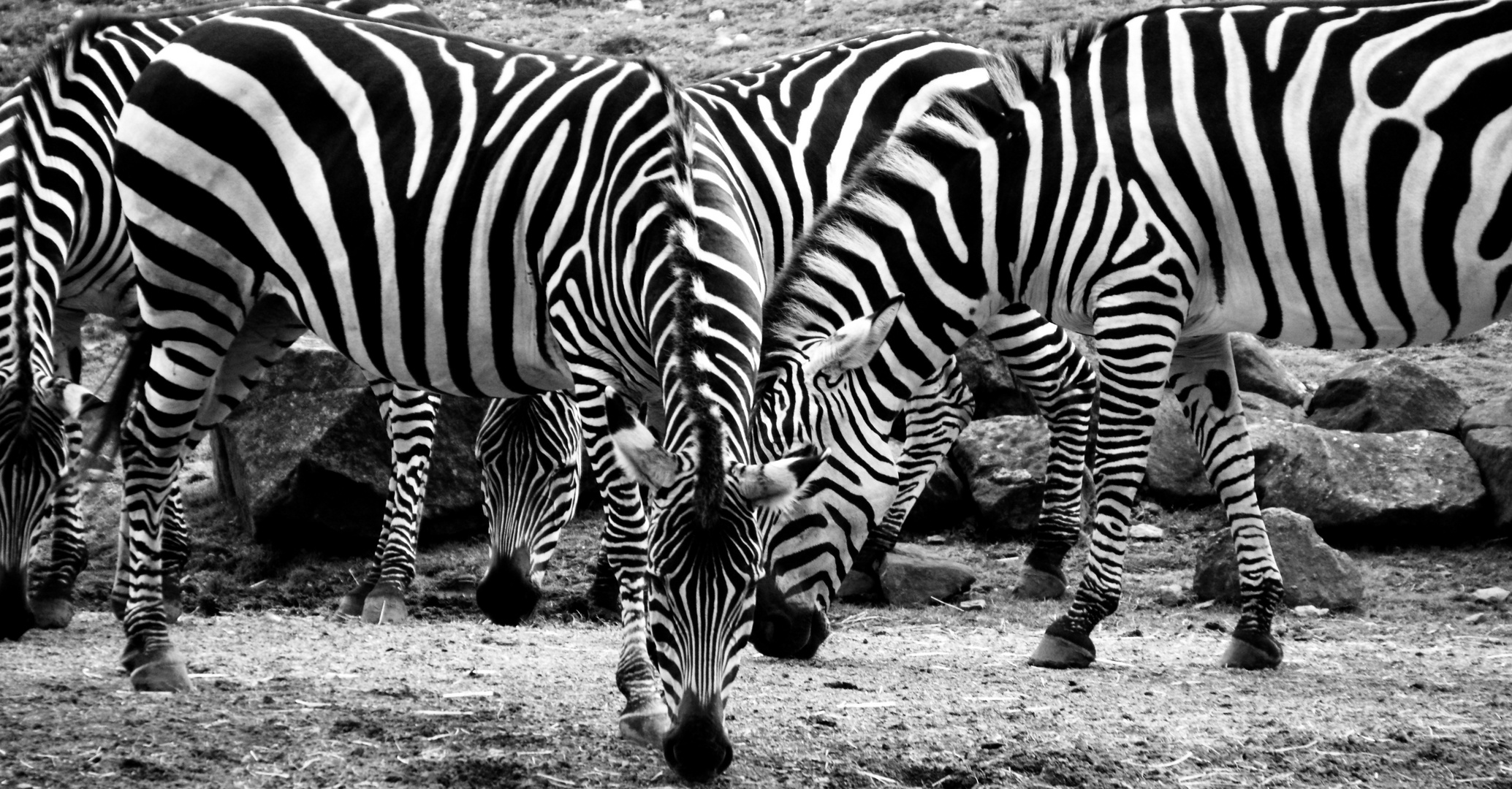Zebra-Streifen ;-)