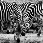 Zebra-Streifen ;-)