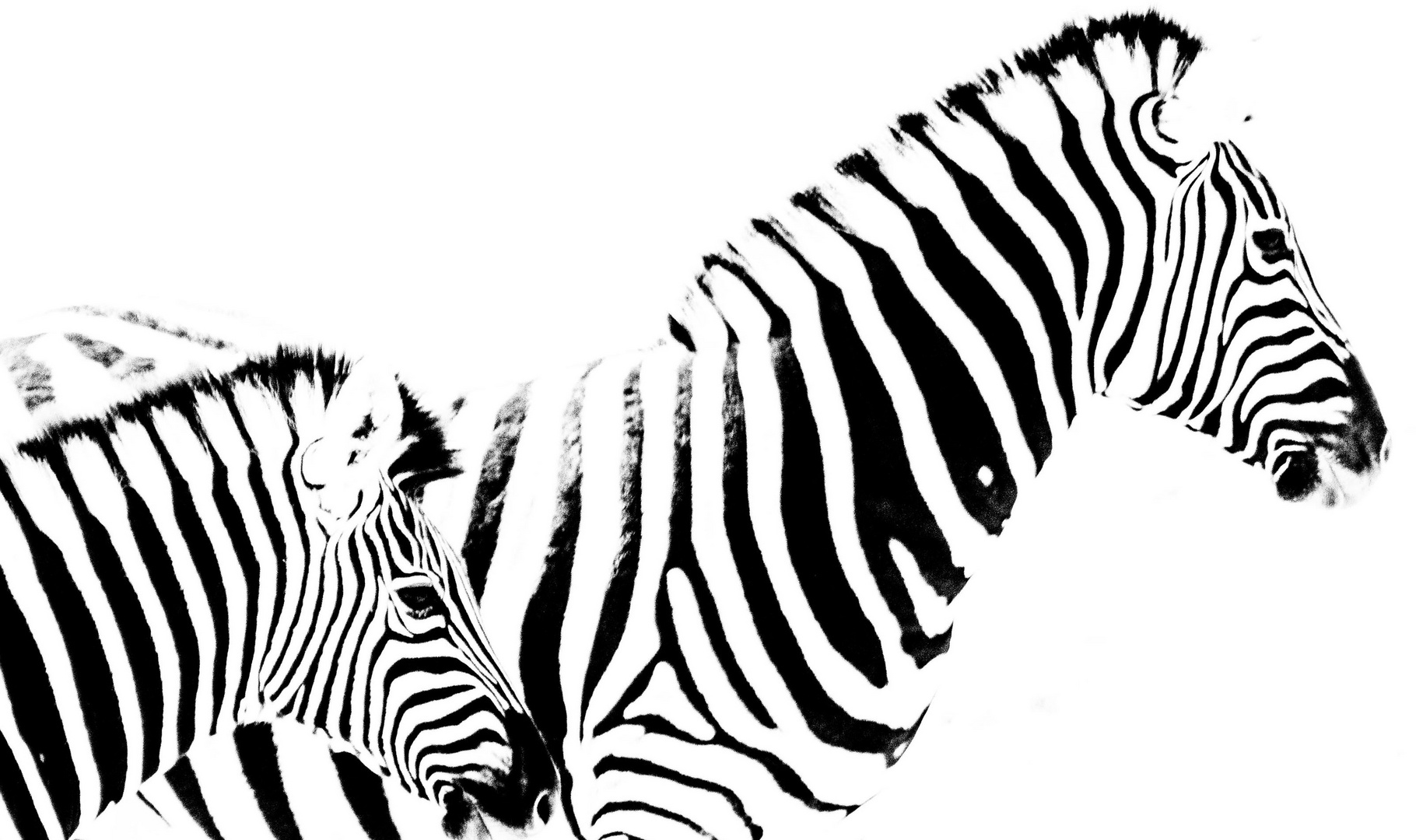 Zebra-Streifen auf afrikanisch