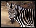 Zebra-Streifen von Markus Walti 