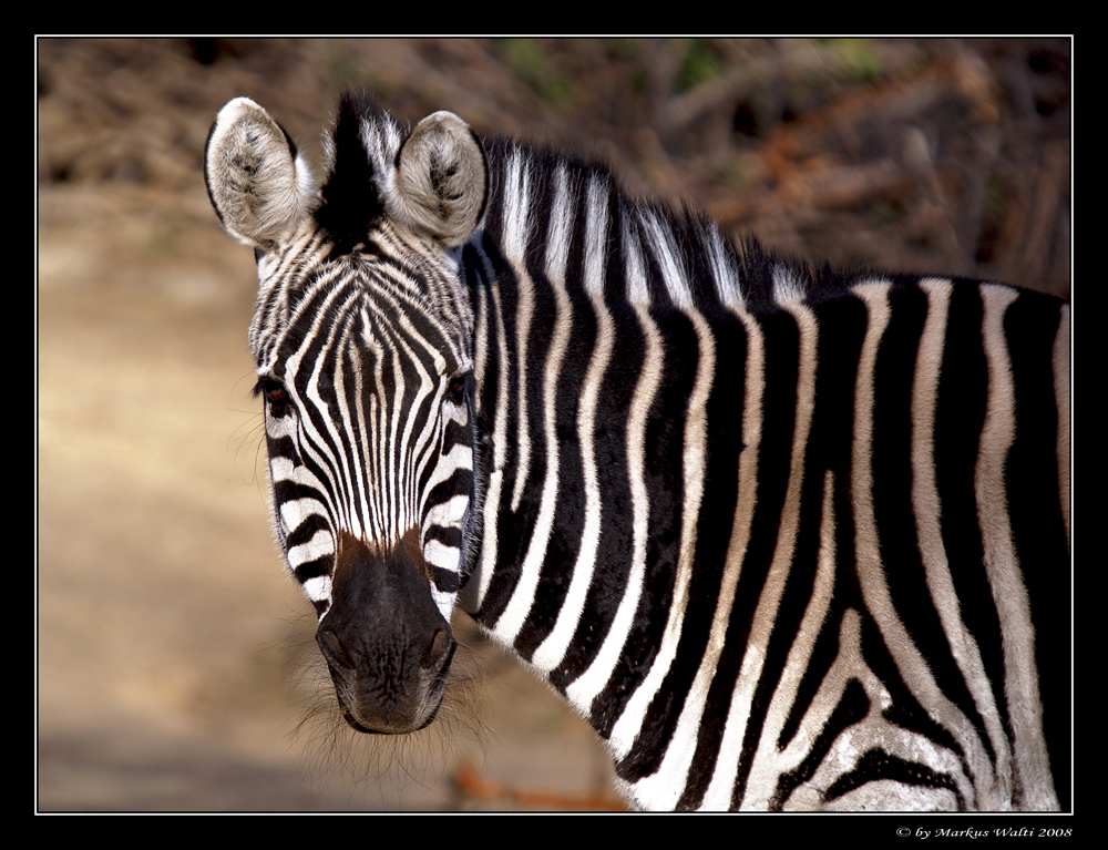 Zebra-Streifen Foto & Bild | tiere, zoo, wildpark & falknerei ...