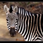 Zebra-Streifen