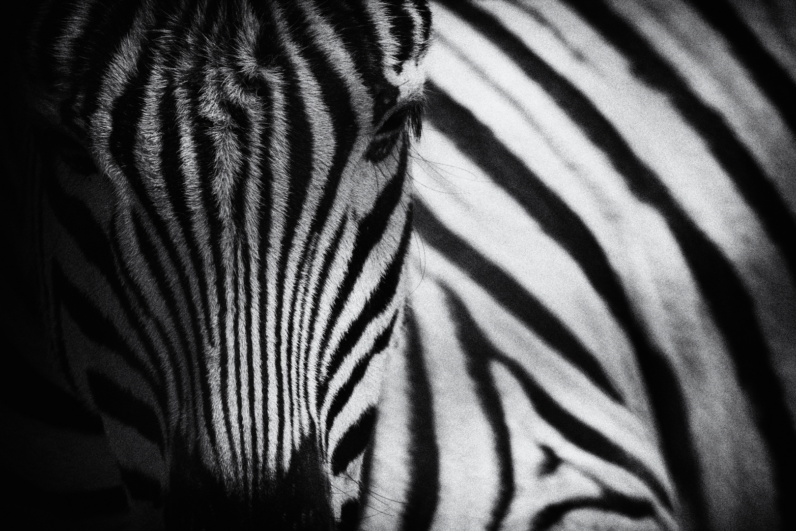 Zebra-Streifen