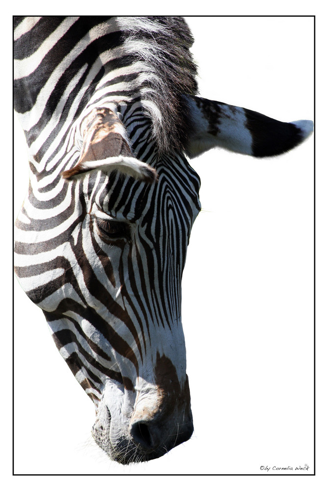 Zebra - Streifen