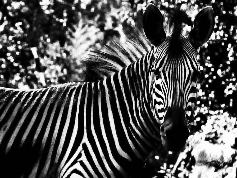 zebra-streifen ...