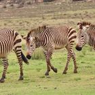 Zebra-Streifen im Dreier Pack 