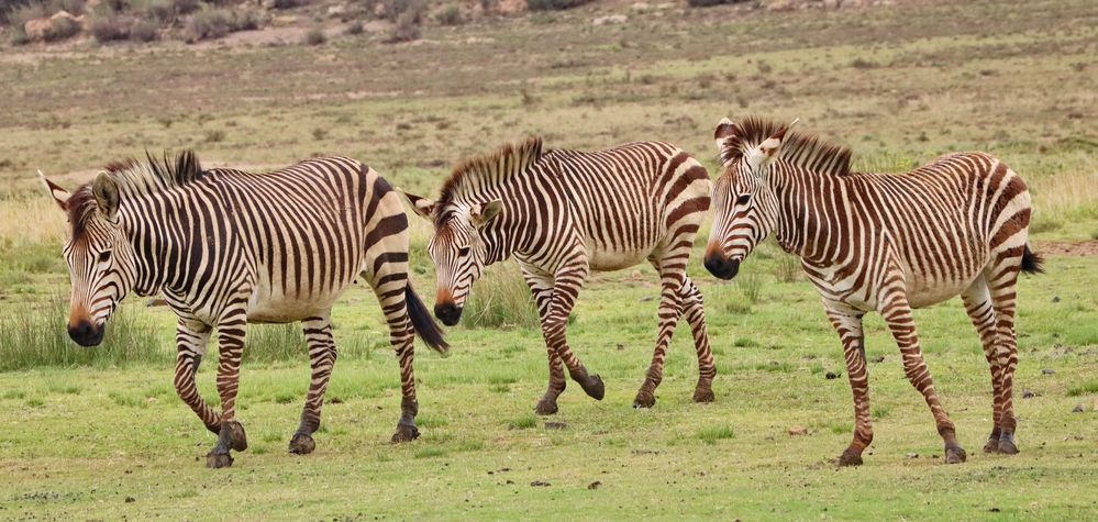 Zebra-Streifen im Dreier Pack 