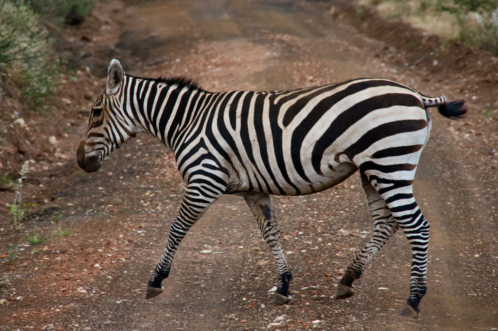 Zebra-Streifen sind international