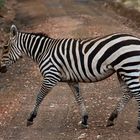 Zebra-Streifen sind international