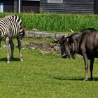 Zebra & Streifengnu