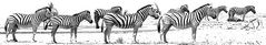 Zebra Strip