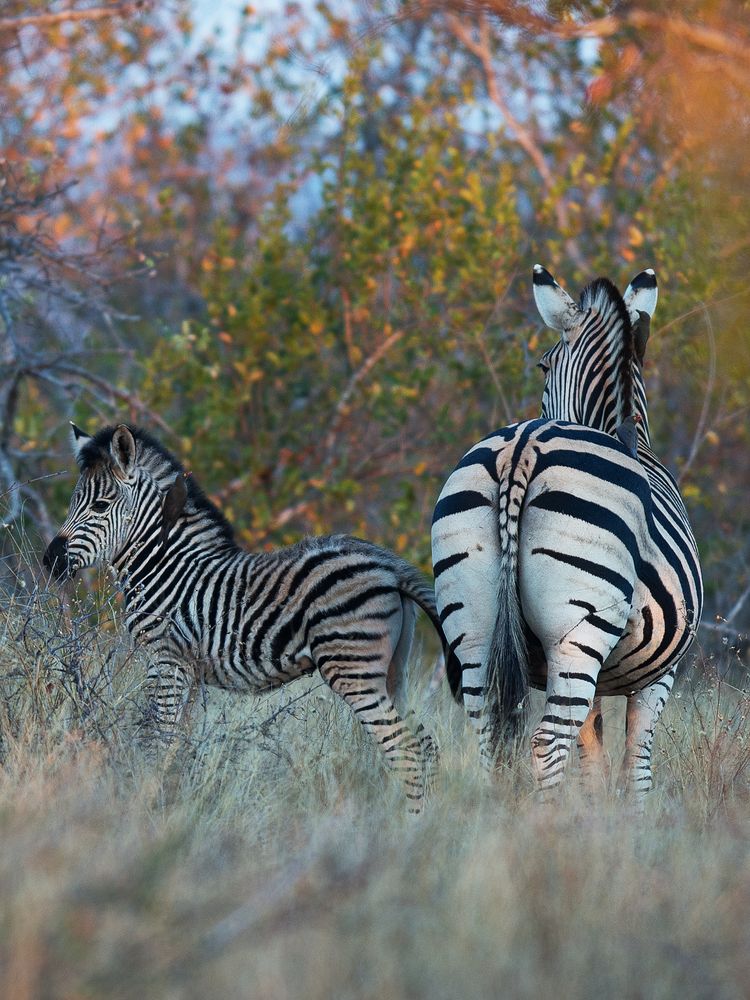 Zebra Stute mit Fohlen