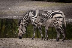 Zebra-Stute mit Fohlen