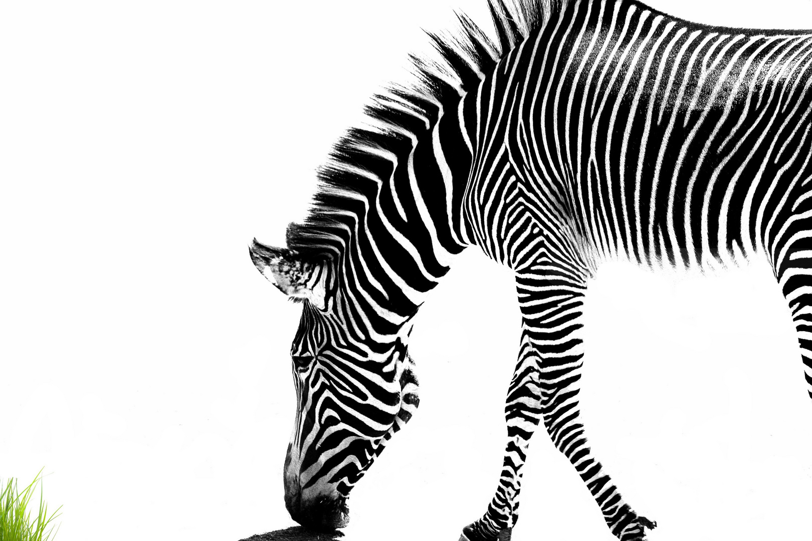 Zebra sucht Farbe im Leben