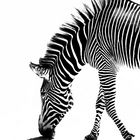 Zebra sucht Farbe im Leben