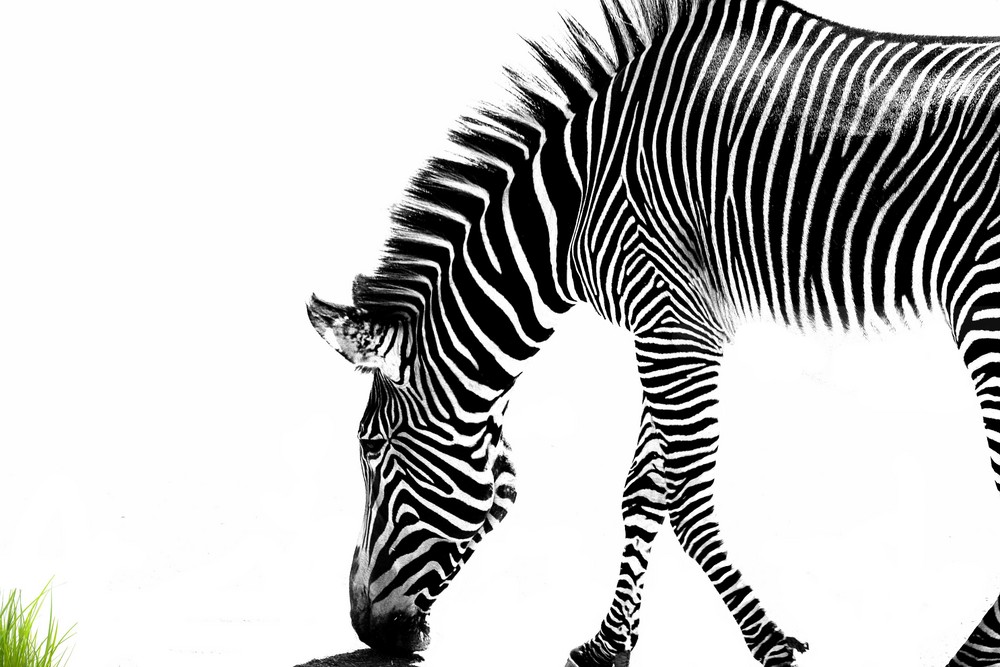 Zebra sucht Farbe im Leben