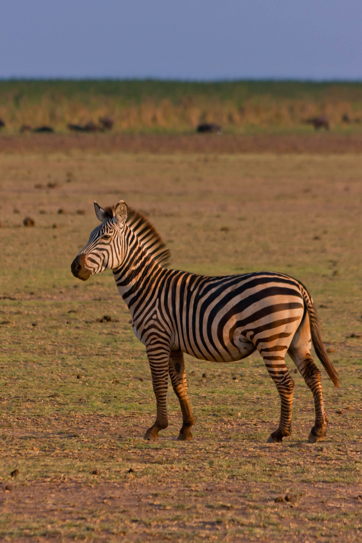 Zebra Sunset