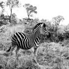 Zebra s&w