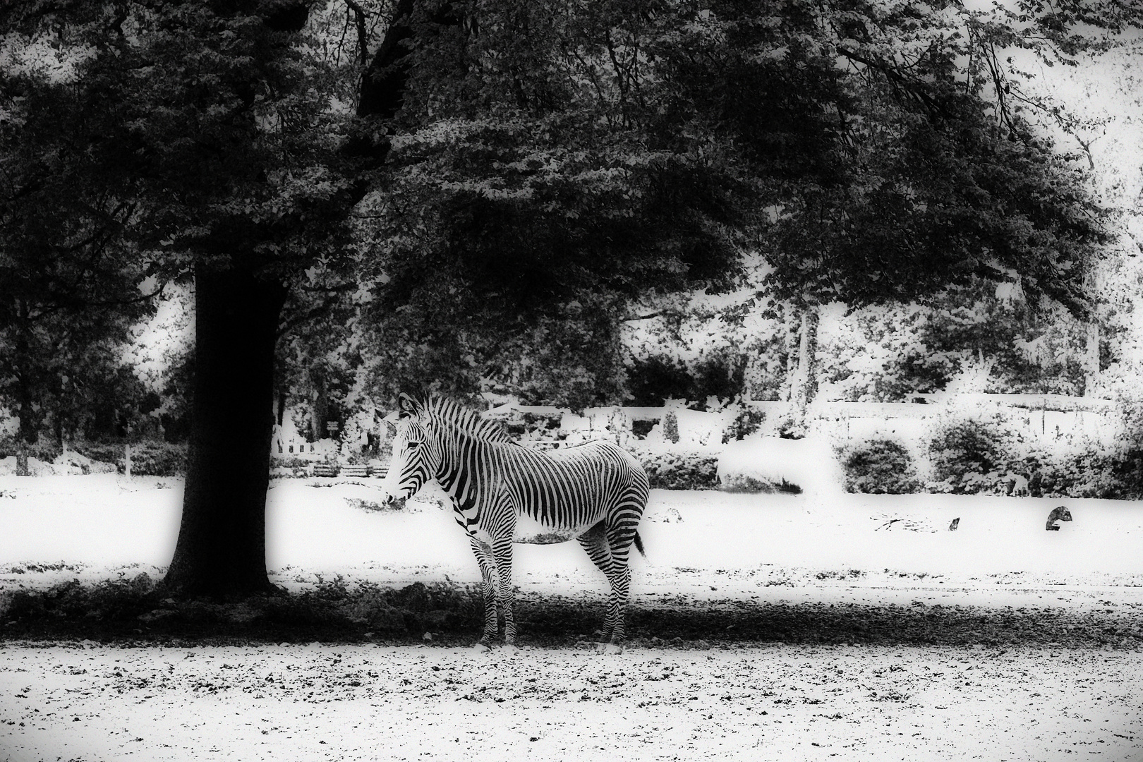 Zebra S/W
